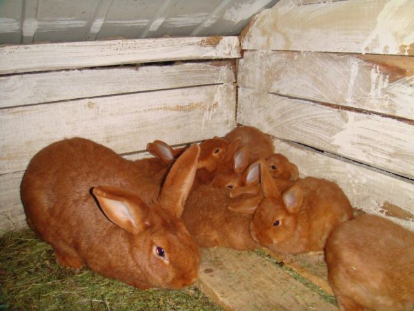  Lapins de Nouvelle Zélande