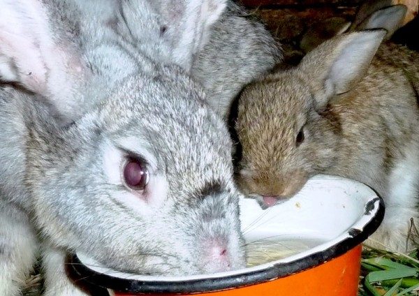  Lapin boit dans un bol