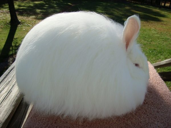  Angora lapin