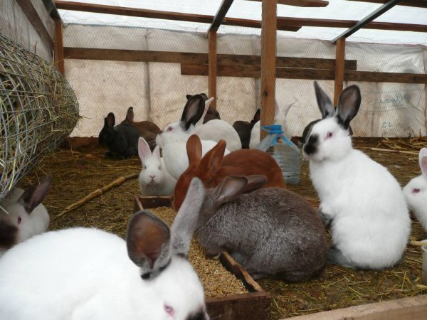  Garder les lapins dans des enclos