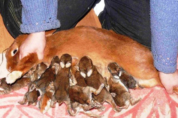  Lapin nourrit de petits lapins