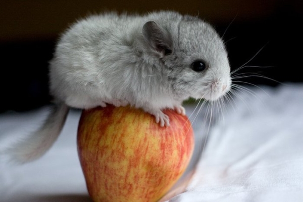  Chinsila aime les pommes, les carottes, les cerises