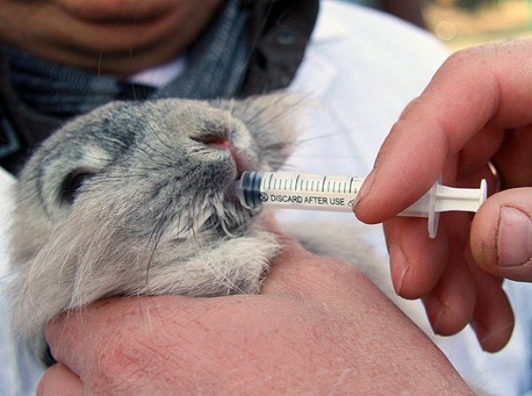  Lapin est arrosé d'une seringue