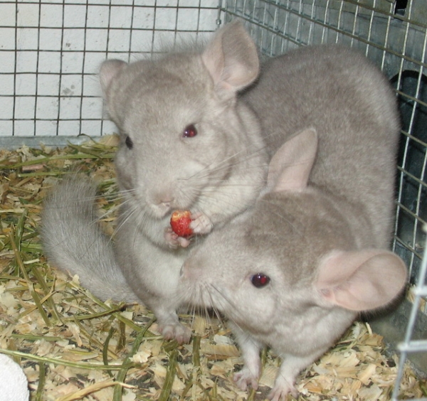  Les aliments pour les chinchillas doivent être de haute qualité et frais.