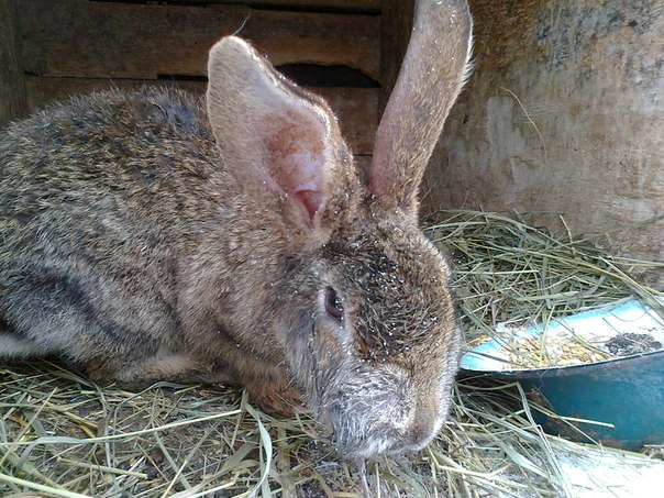  Myxomatose chez le lapin