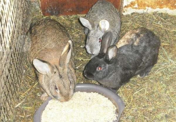  Les lapins mangent des céréales