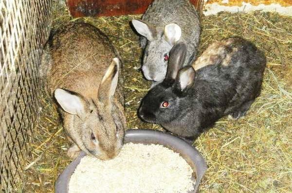  Hiver nourrir les lapins dans le stylo