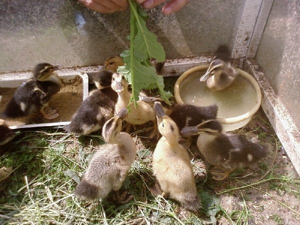  Nourrir l'herbe un petit canard adulte