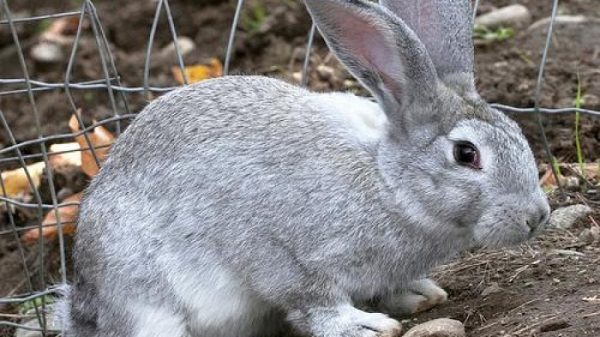  Lapin gris au mur du stylo