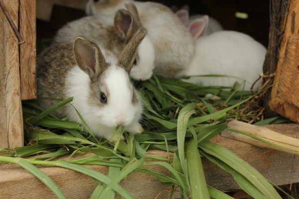  Lapins mangeant de la nourriture verte.