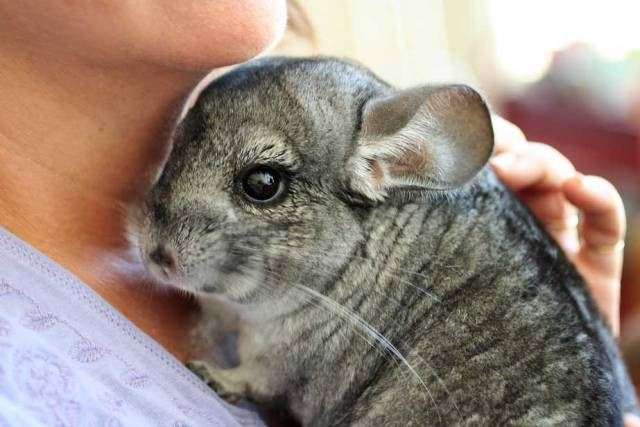  Chinchilla à la maison