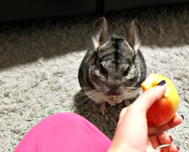  Comment et quoi nourrir les chinchillas à la maison