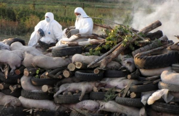  Brûler les cadavres de cochons