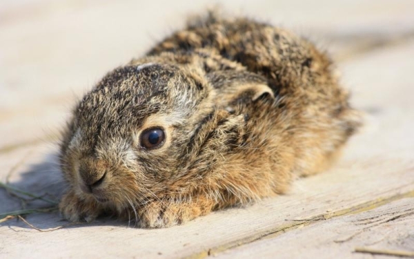  Trisulfon est utilisé pour traiter les infections et les virus chez le lapin.