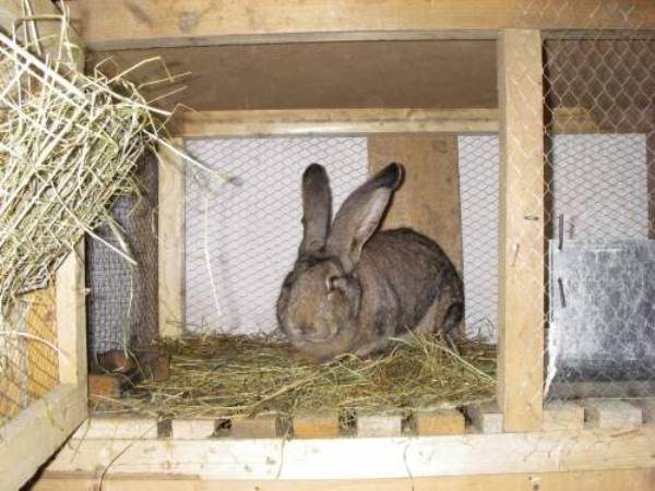  Lapin dans une cage