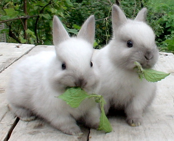  Que nourrir les lapins