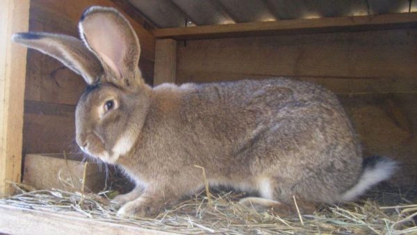  Lapins de Flandre