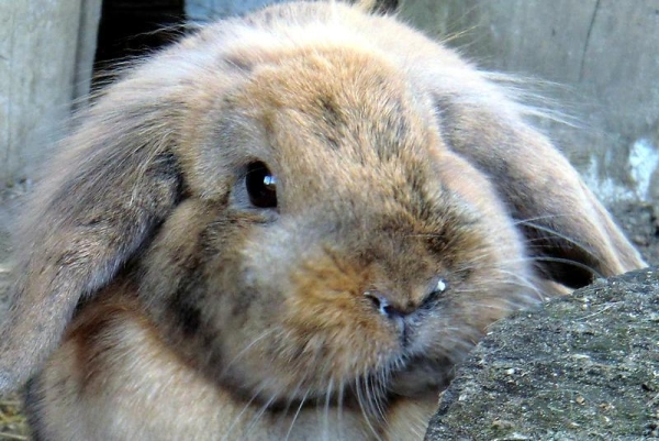  La rhinite chez le lapin est une allergie au foin