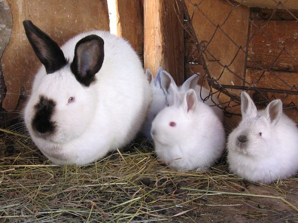  Lapin californien avec progéniture