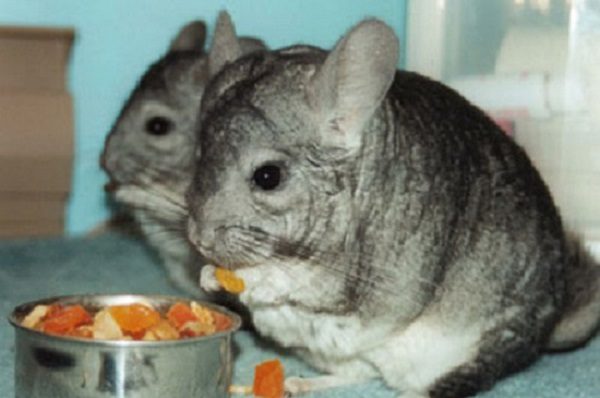  Bon manger à l'extérieur chinchilla