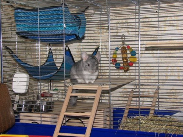  Chinchilla dans une cage bien équipée