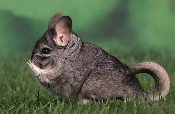  Chinchilla à l'état sauvage