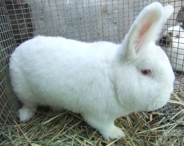  Lapin blanc Nouvelle-Zélande