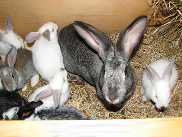  Le stade initial de la coccidiose chez le lapin