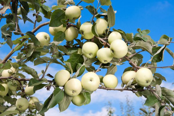  Récolte de pommier blanc verser sur l'arbre