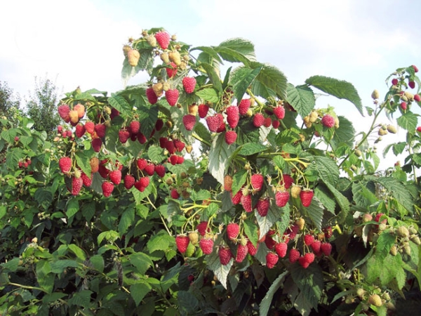  Les variétés standard de framboises sont difficiles à propager car elles fournissent peu de pousses de remplacement.