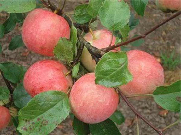  Récolte de pommes