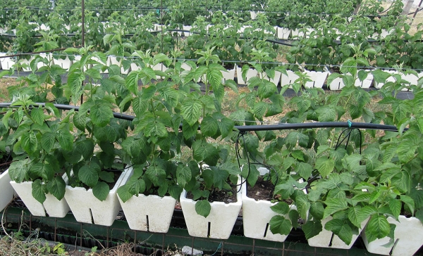  Les framboises peuvent être cultivées à partir de graines en pleine terre et en pots