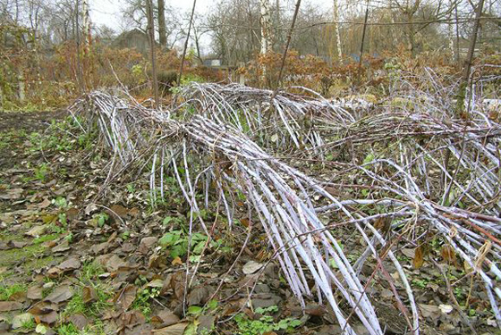  Préparer les framboises pour l'hiver