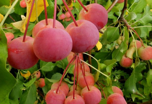  Pommier chinois