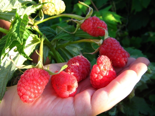  Après la plantation des variétés, Tarusa protège les semis du soleil