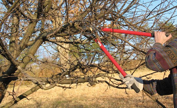  Pour améliorer la récolte, l'arbre doit être éclairci.