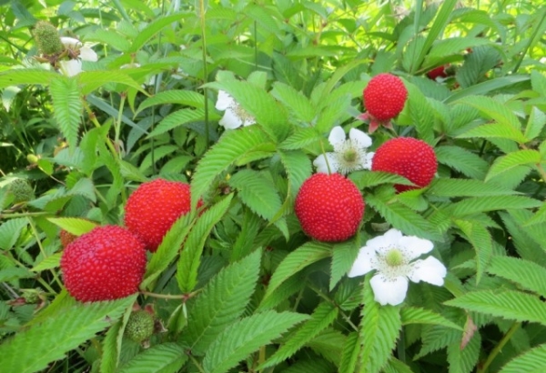  La framboise tibétaine diffère sans prétention des conditions météorologiques