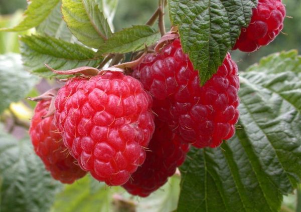  Framboises sur un buisson