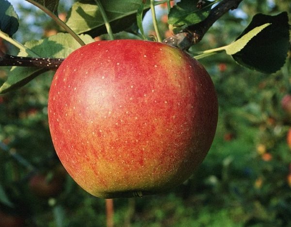  Variétés de pomme