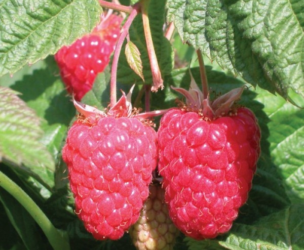  Variété de framboise beauté de la Russie: description, avantages et inconvénients