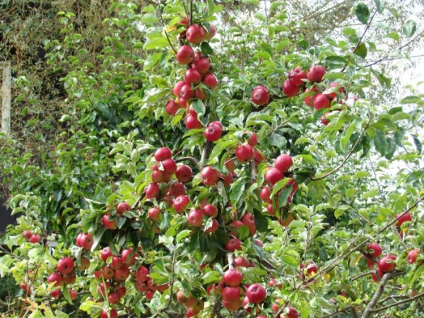  Pour planter Apple Honey, choisissez un endroit bien éclairé