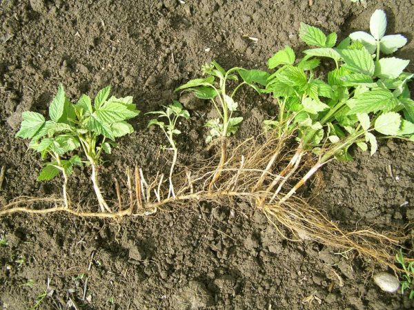  La germination des framboises