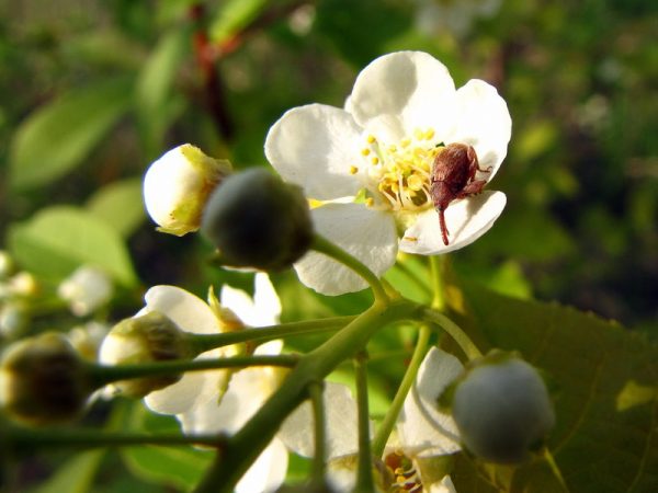  Apple Blossom