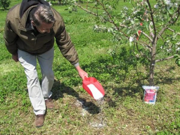  Το επίδεσμο είναι ζωτικής σημασίας κατά τη διάρκεια της ανθοφορίας.