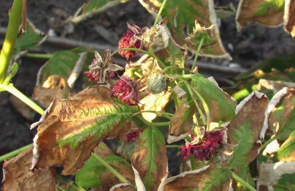  Séchage des baies de framboise