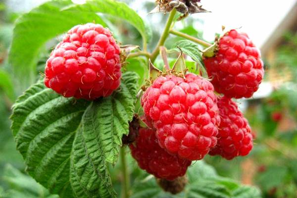  Framboise et feuilles vertes