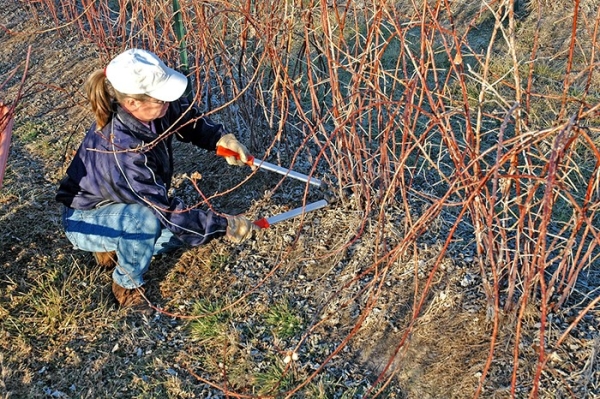  Vous devez couper non seulement les vieilles pousses de framboise, mais aussi les branches malades