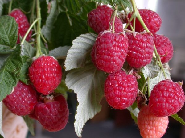  Zorynka Altai, variété de framboises de l'Oural