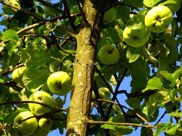  Le goût des pommes Bogatyr est aigre-doux avec un arôme magnifique.