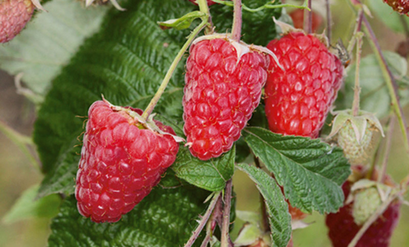  Framboise atlant